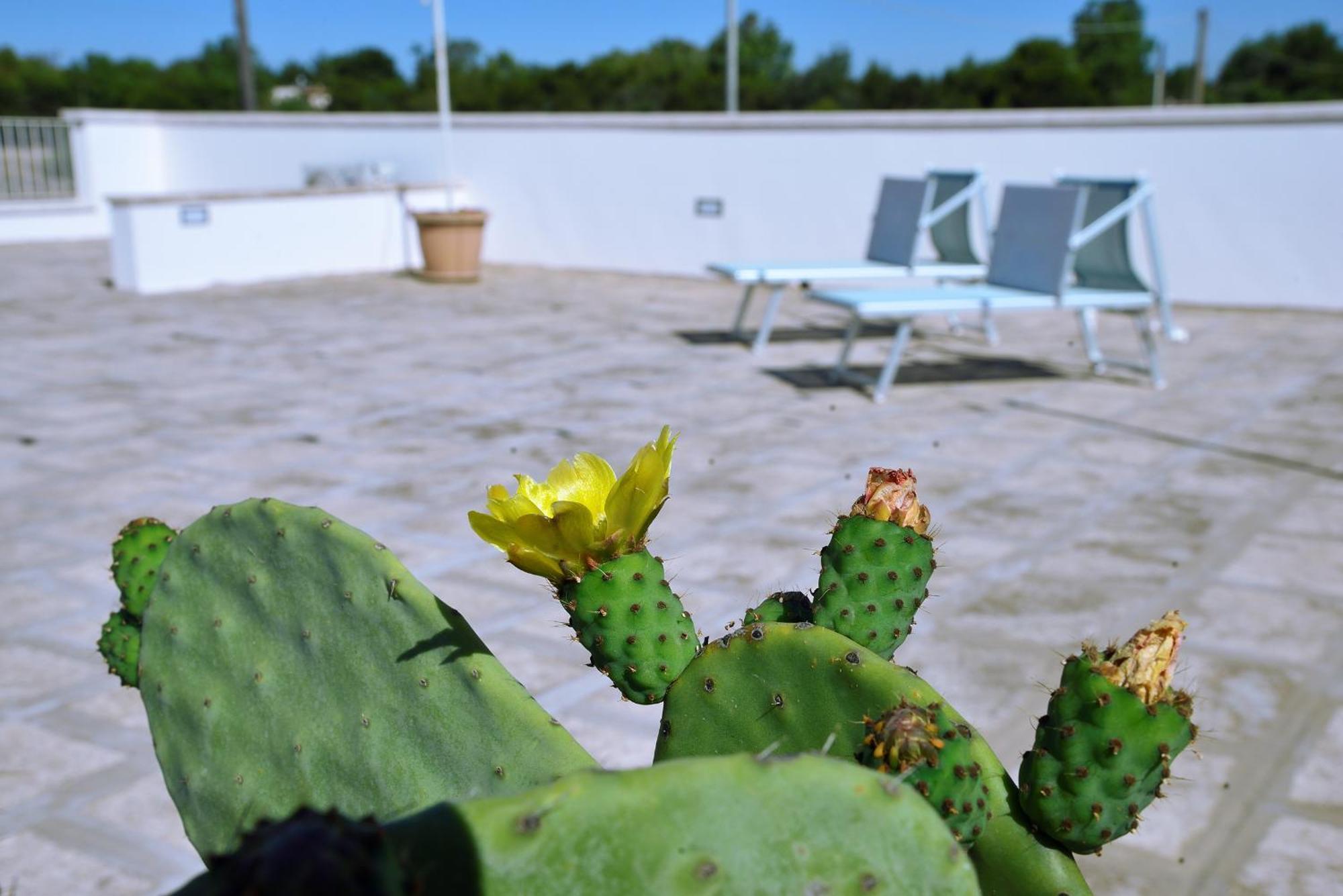 B&B Domus Terra Mare Torre San Giovanni Ugento Eksteriør billede